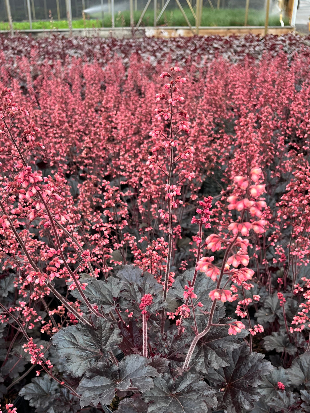 Heuchera x 'Timeless Night' (Coral Bells)