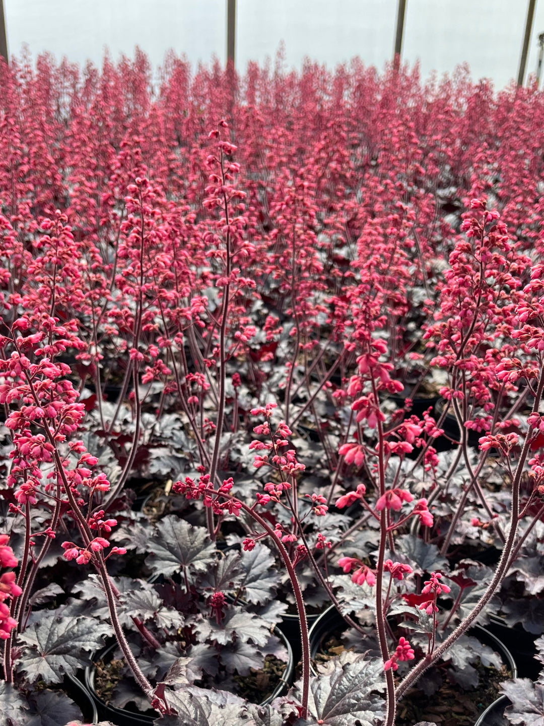 Heuchera x 'Timeless Night' (Coral Bells)