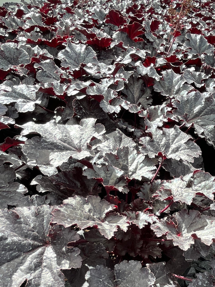 Heuchera x 'Timeless Night' (Coral Bells)