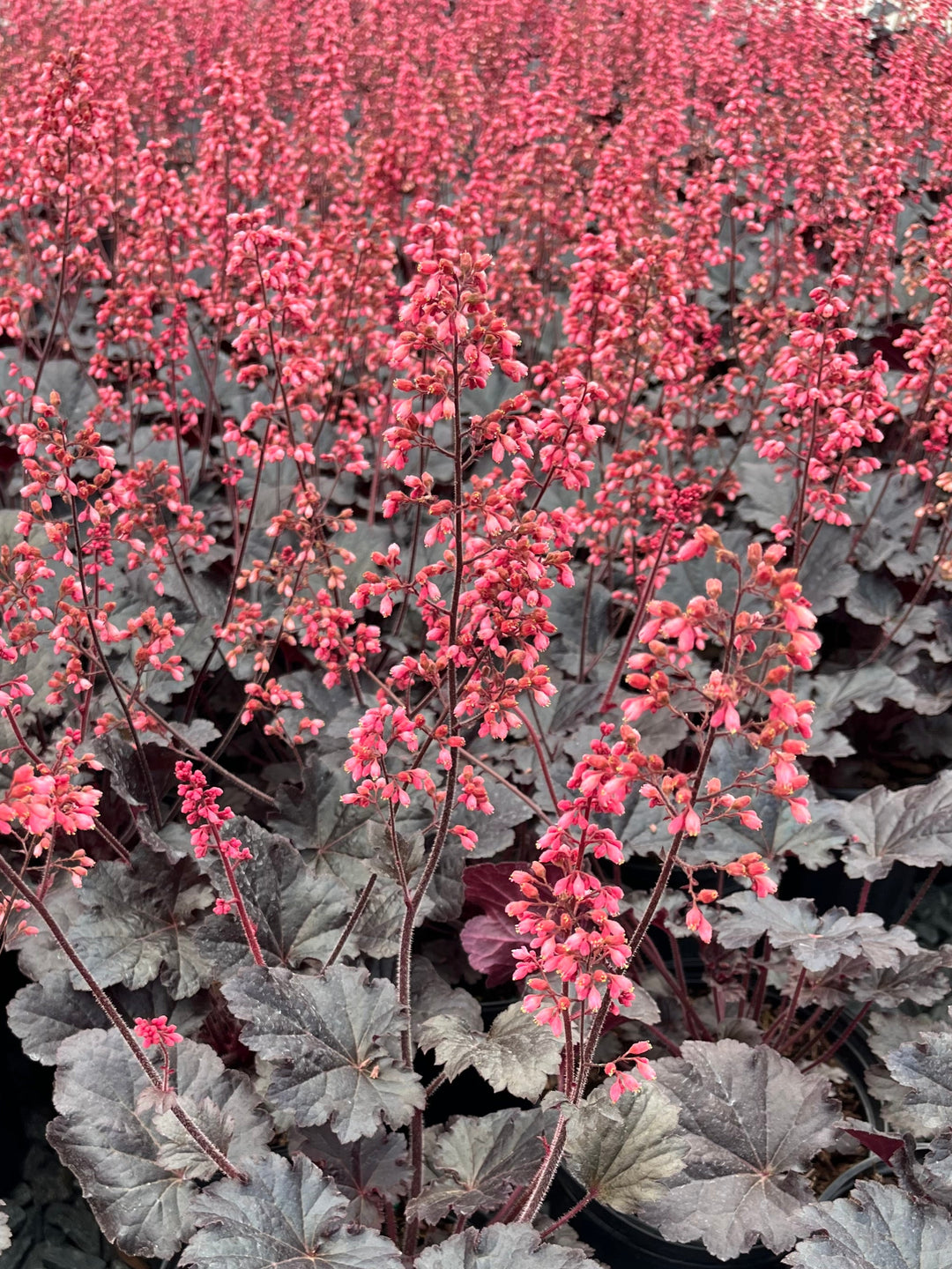 Heuchera x 'Timeless Night' (Coral Bells)