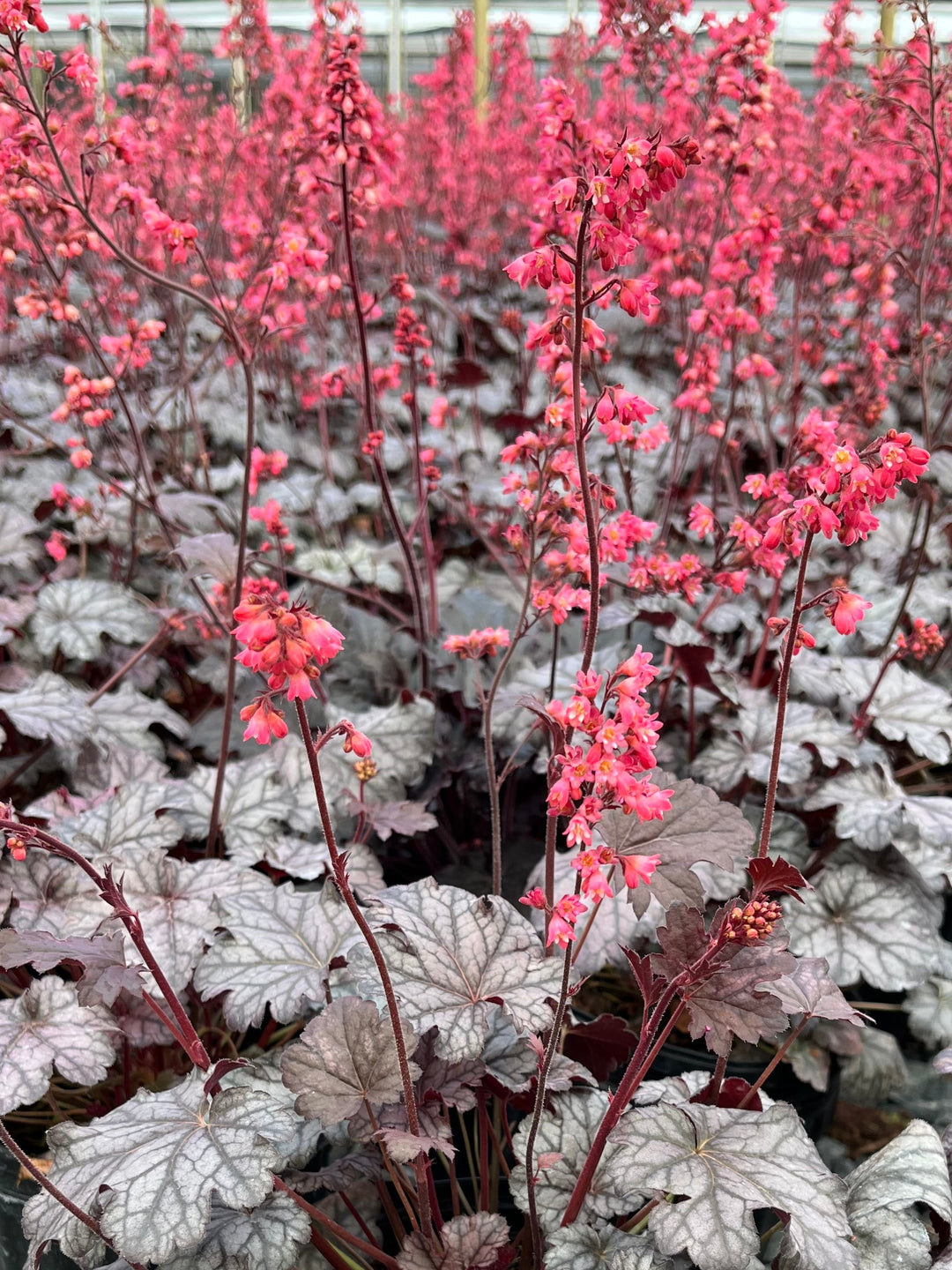 Heuchera x 'Timeless Treasure' (Coral Bells)