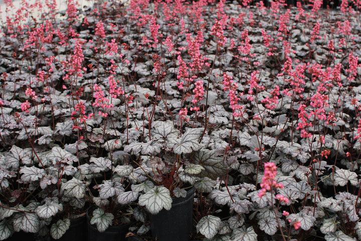 Heuchera x 'Timeless Treasure' (Coral Bells)