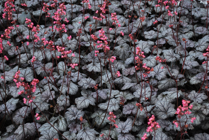 Heuchera x 'Timeless Treasure' (Coral Bells)