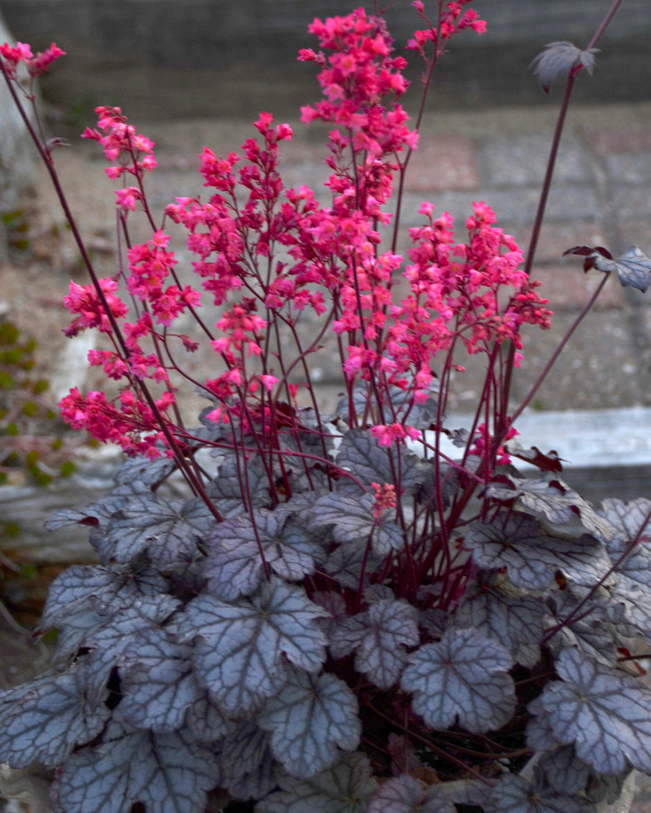 Heuchera x 'Timeless Treasure' (Coral Bells)