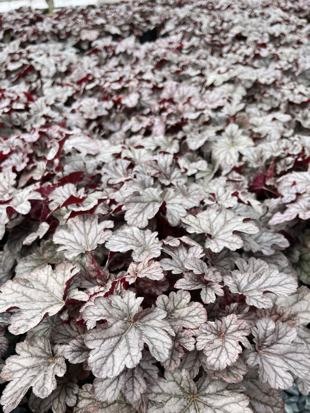 Heuchera x 'Timeless Treasure' (Coral Bells)