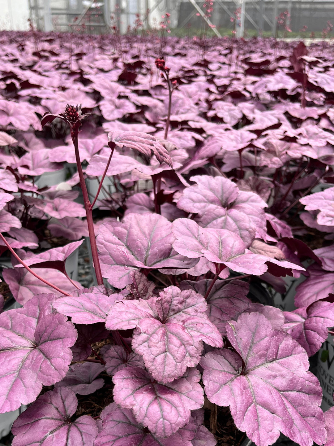 Heuchera x ‘Wildberry’ (Dolce® Collection Coral Bells)