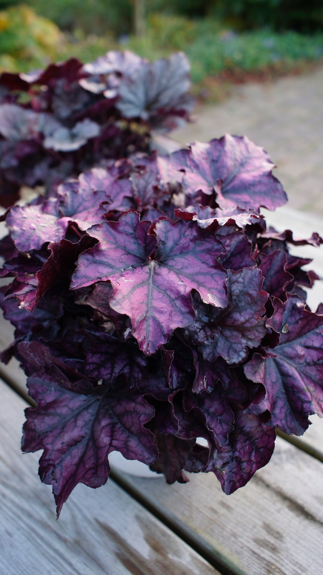 Heuchera x Indian Summer ‘Mulberry’ (Coral Bells)