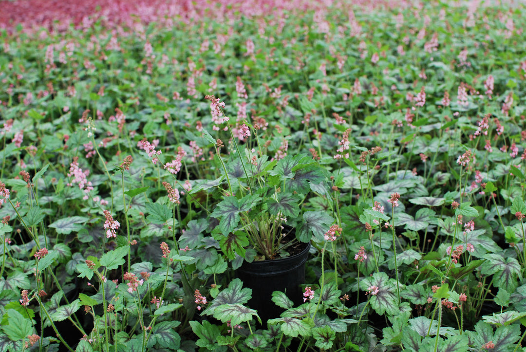 Heucherella 'Pink Revolution' (Foamy Bells)