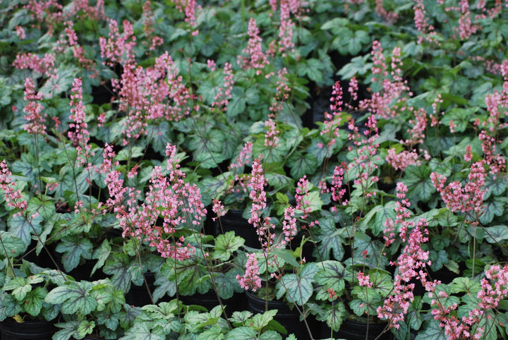 Heucherella 'Pink Revolution' (Foamy Bells)