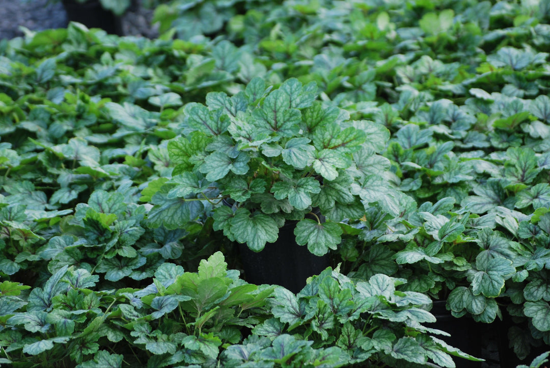 Heucherella 'Pink Revolution' (Foamy Bells)