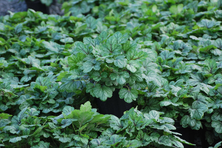 Heucherella 'Pink Revolution' (Foamy Bells)