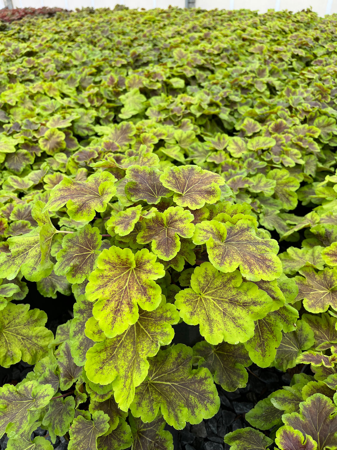 Heucherella 'Solar Eclipse' (Foamy Bells)