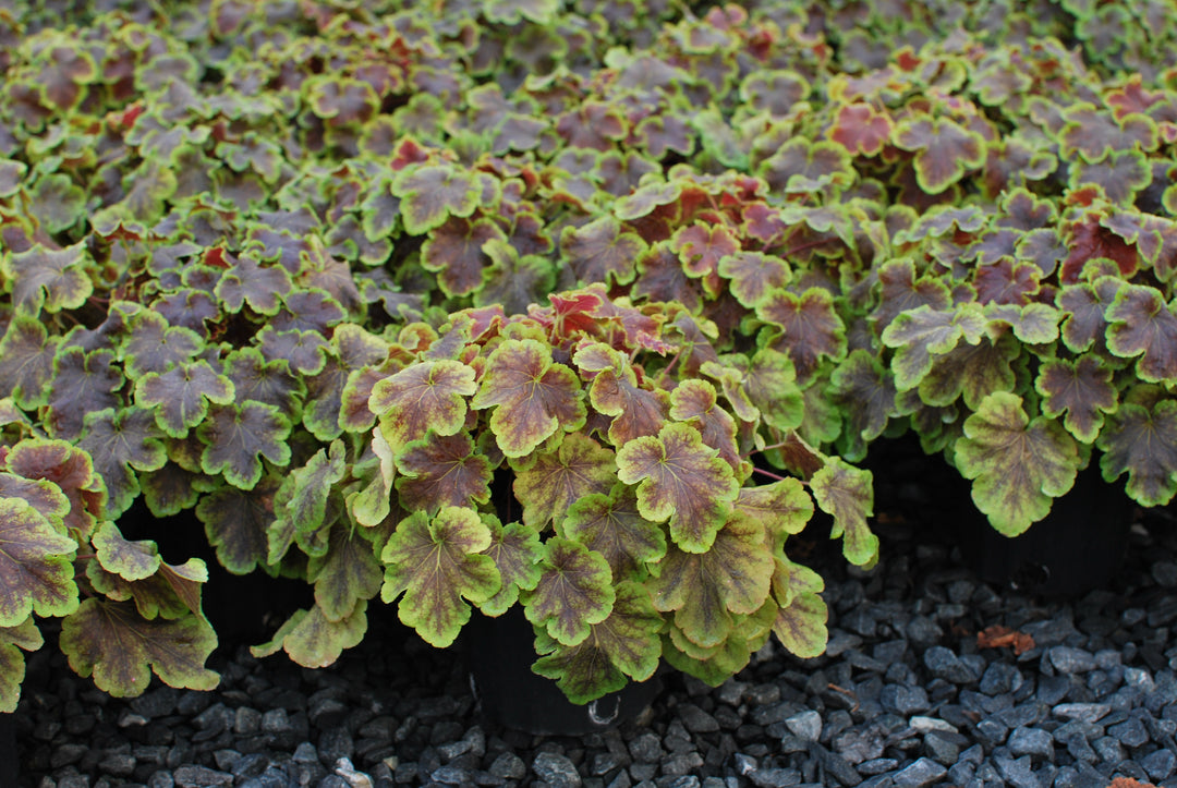 Heucherella 'Solar Eclipse' (Foamy Bells)