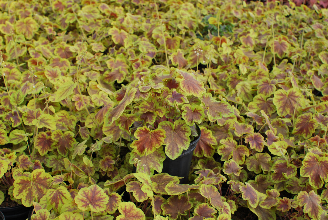 Heucherella 'Solar Eclipse' (Foamy Bells)