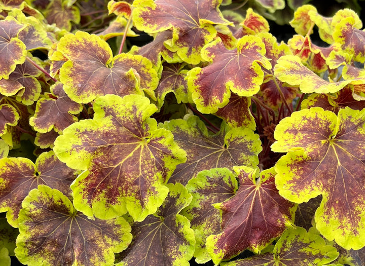 Heucherella 'Solar Eclipse' (Foamy Bells)