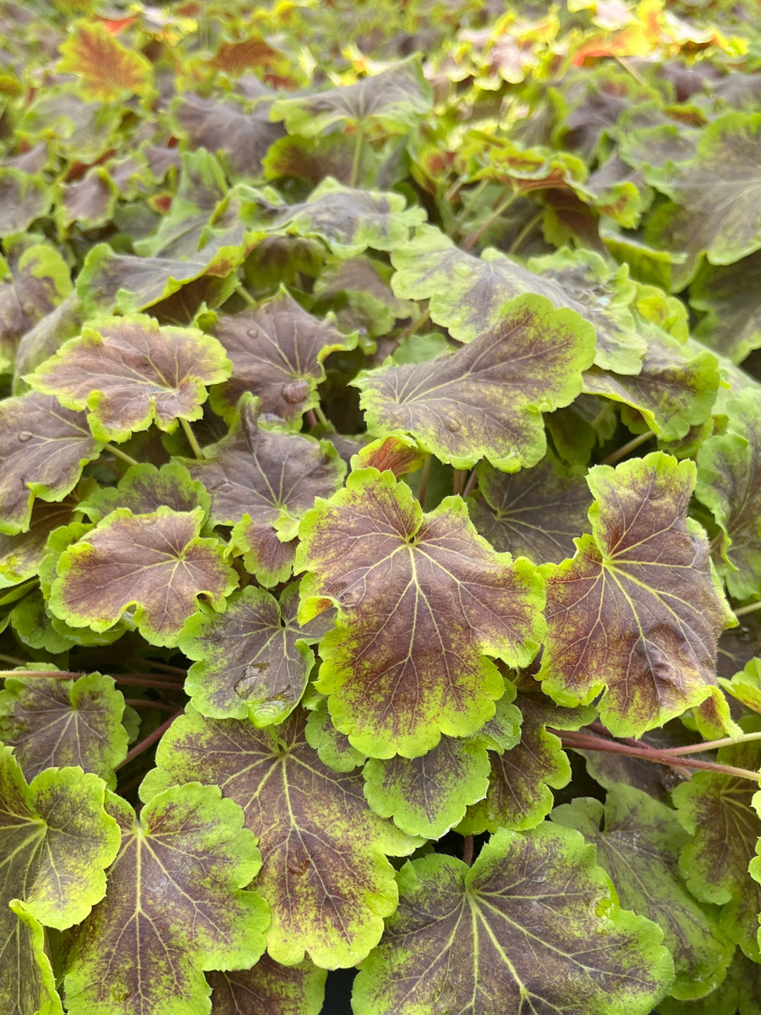 Heucherella 'Solar Eclipse' (Foamy Bells)