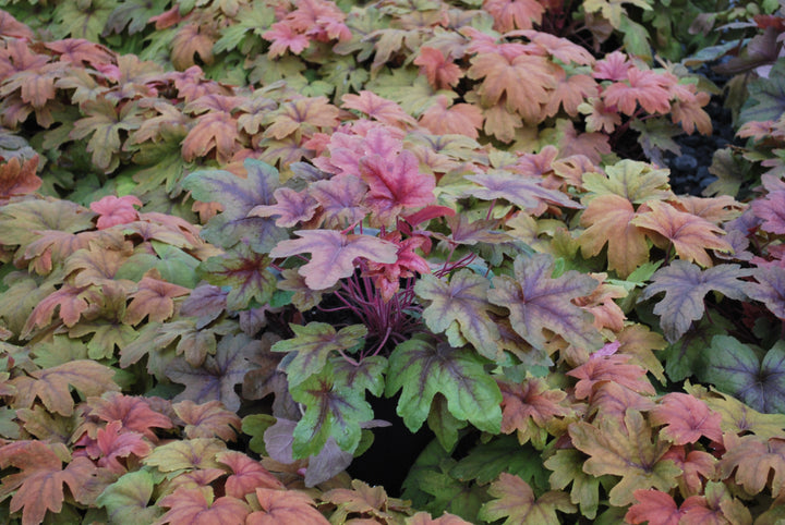 Heucherella 'Sweet Tea' (Foamy Bells)