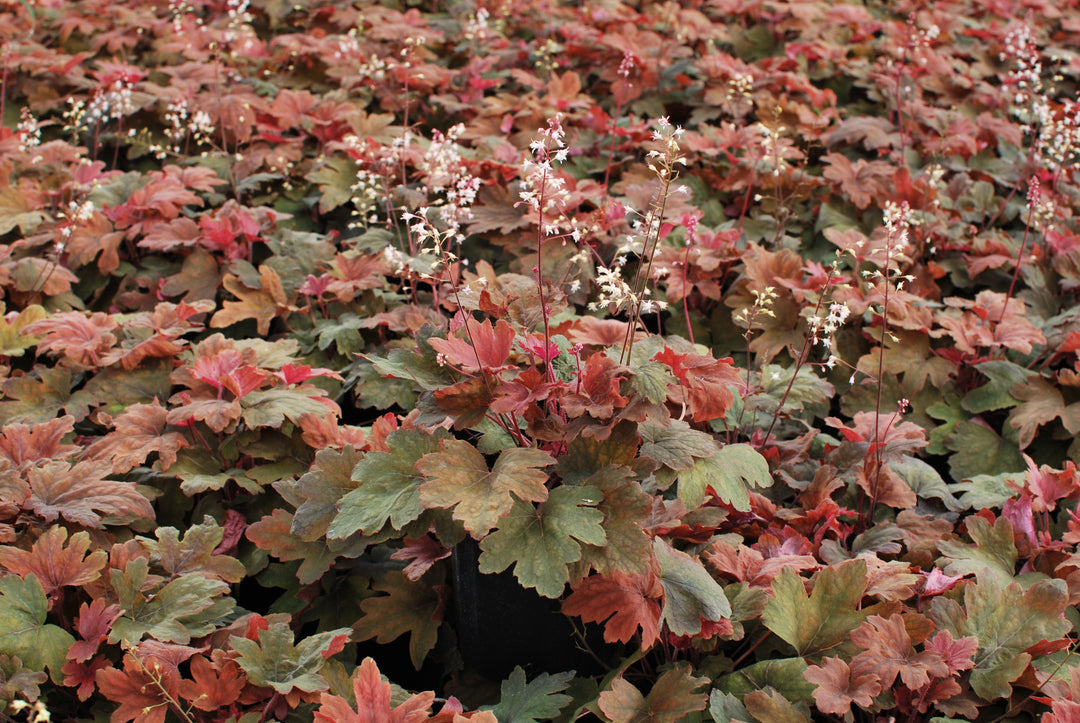 Heucherella 'Sweet Tea' (Foamy Bells)