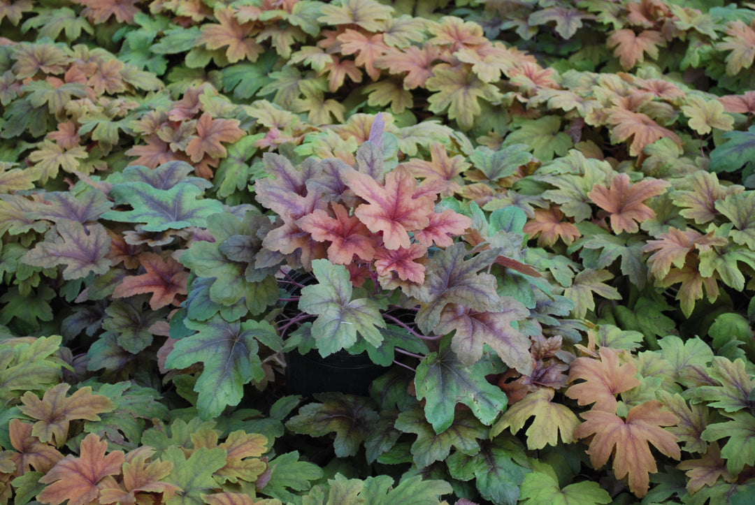 Heucherella 'Sweet Tea' (Foamy Bells)