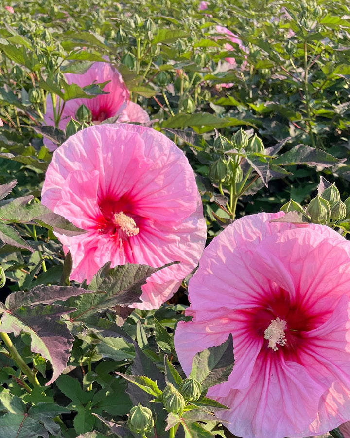 Hibiscus Summerific® ‘All Eyes on Me’ (Hardy Hibiscus)