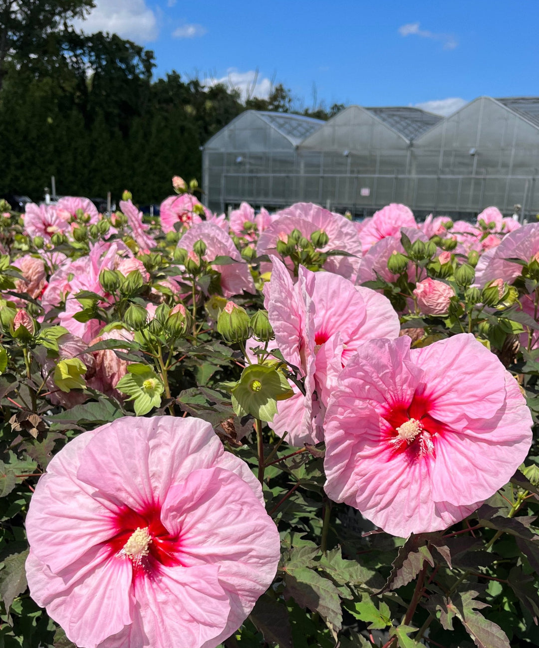 Hibiscus Summerific® ‘All Eyes on Me’ (Hardy Hibiscus)