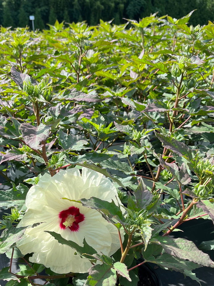 Hibiscus Summerific® 'French Vanilla' (Hardy Hibiscus)