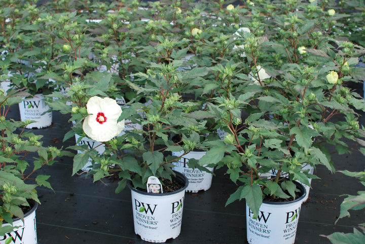 Hibiscus Summerific® 'French Vanilla' (Hardy Hibiscus)