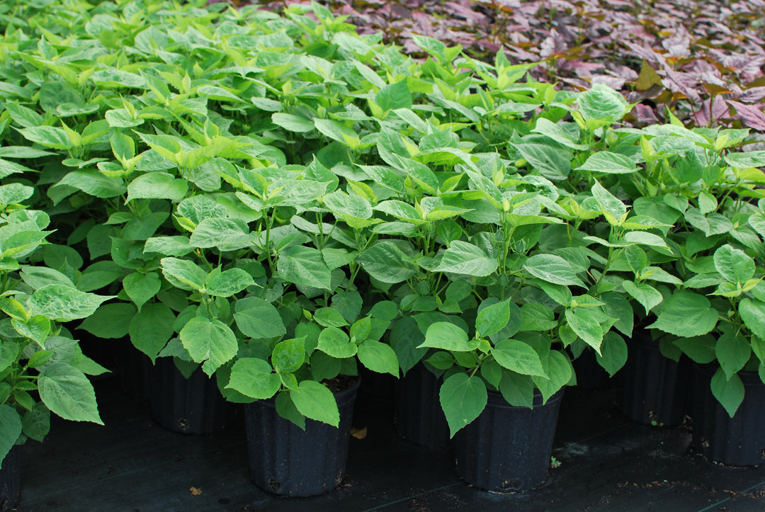 Hibiscus moscheutos Luna™ White (Hardy Hibiscus)