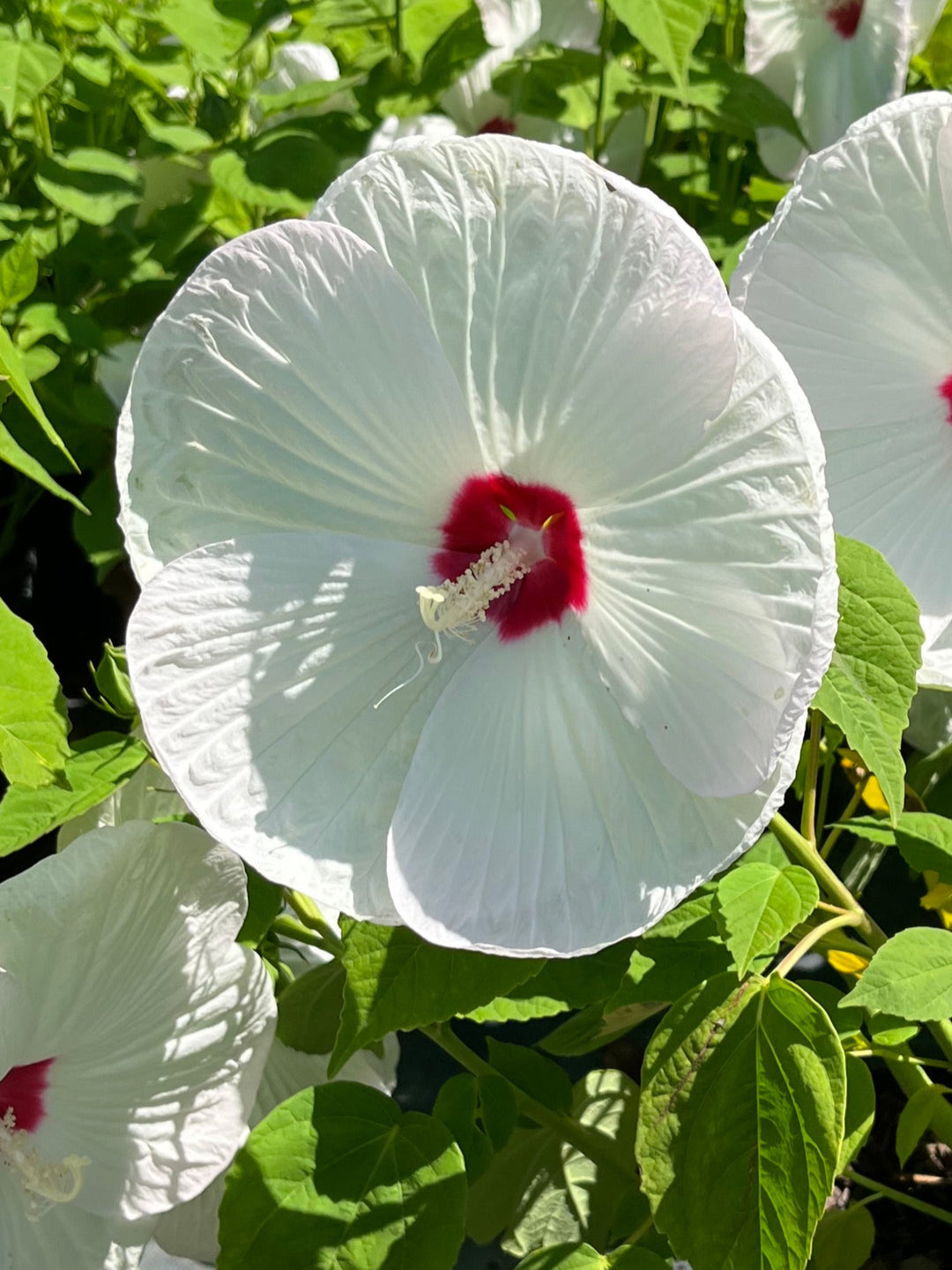 Hibiscus moscheutos Luna™ White (Hardy Hibiscus)