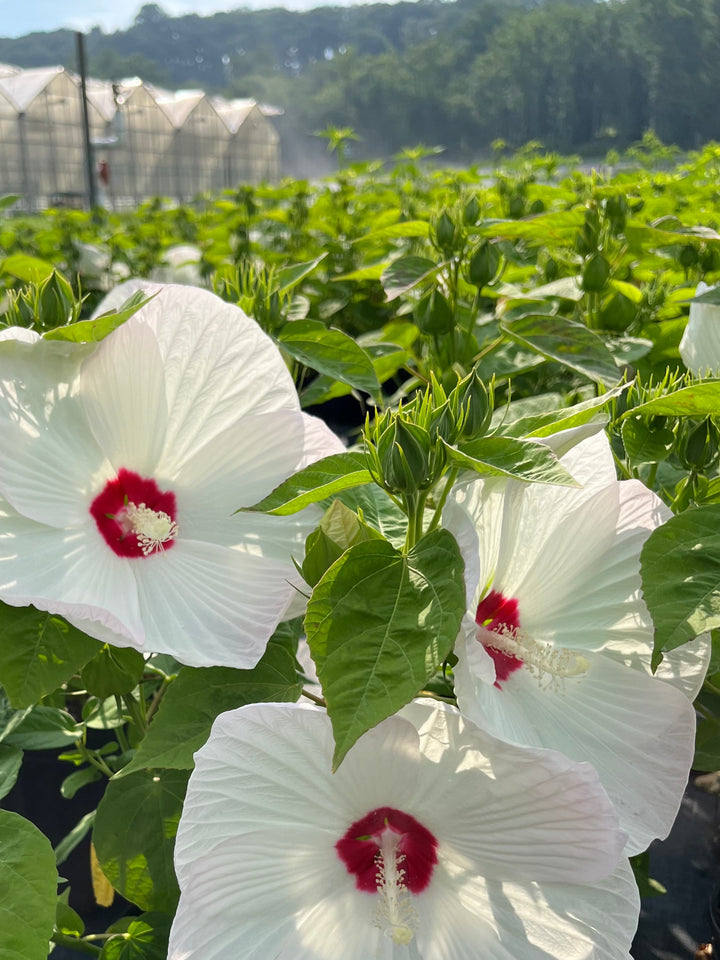 Hibiscus moscheutos Luna™ White (Hardy Hibiscus)