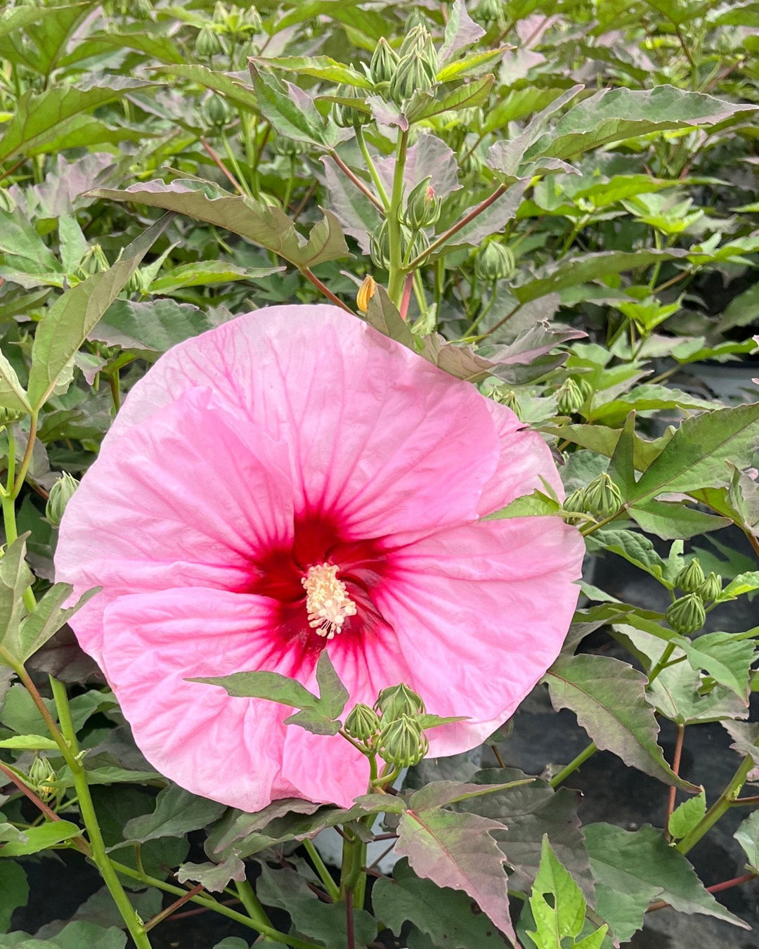 Hibiscus Summerific® ‘All Eyes on Me’ (Hardy Hibiscus)