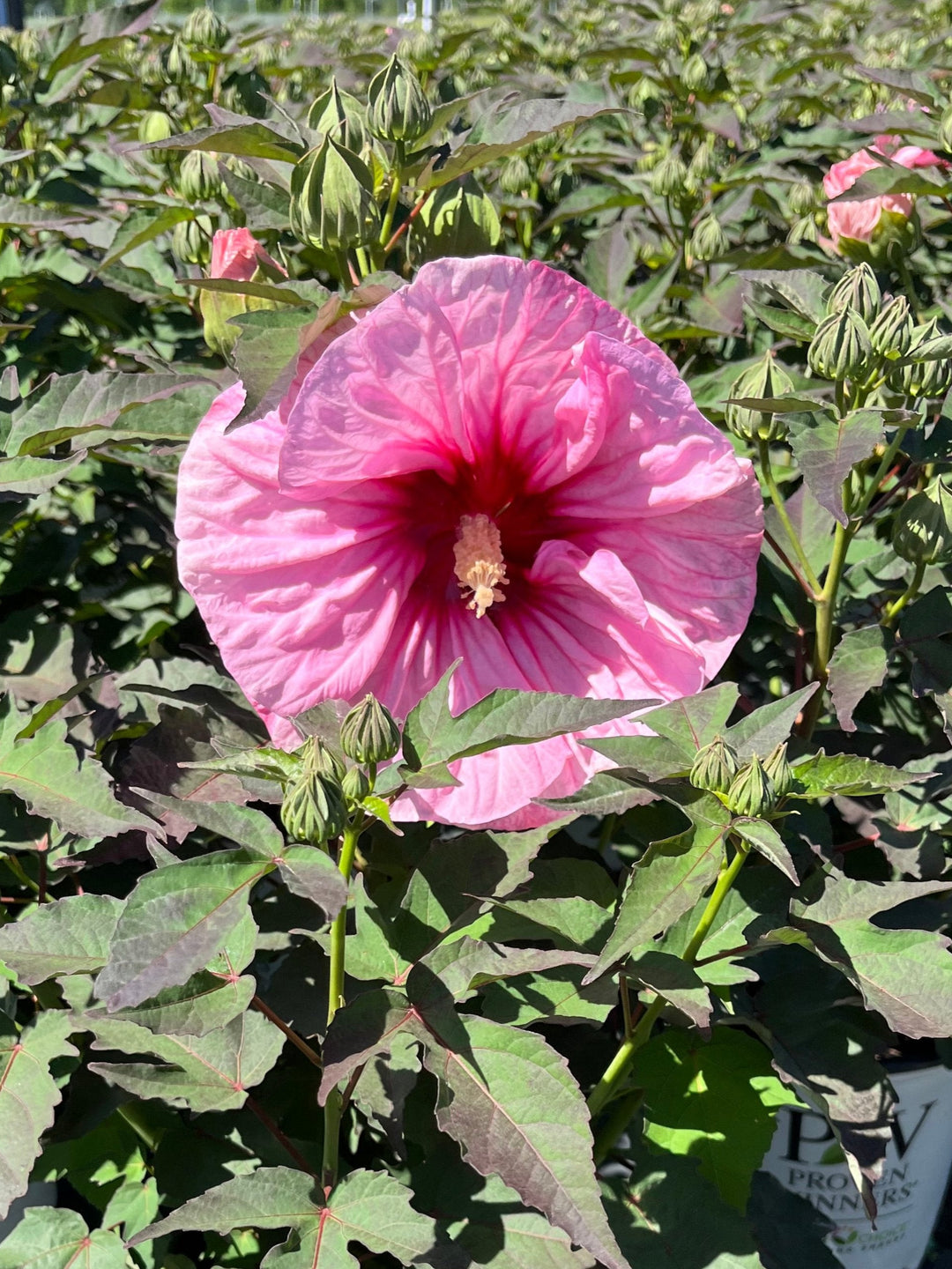 Hibiscus Summerific® ‘All Eyes on Me’ (Hardy Hibiscus)