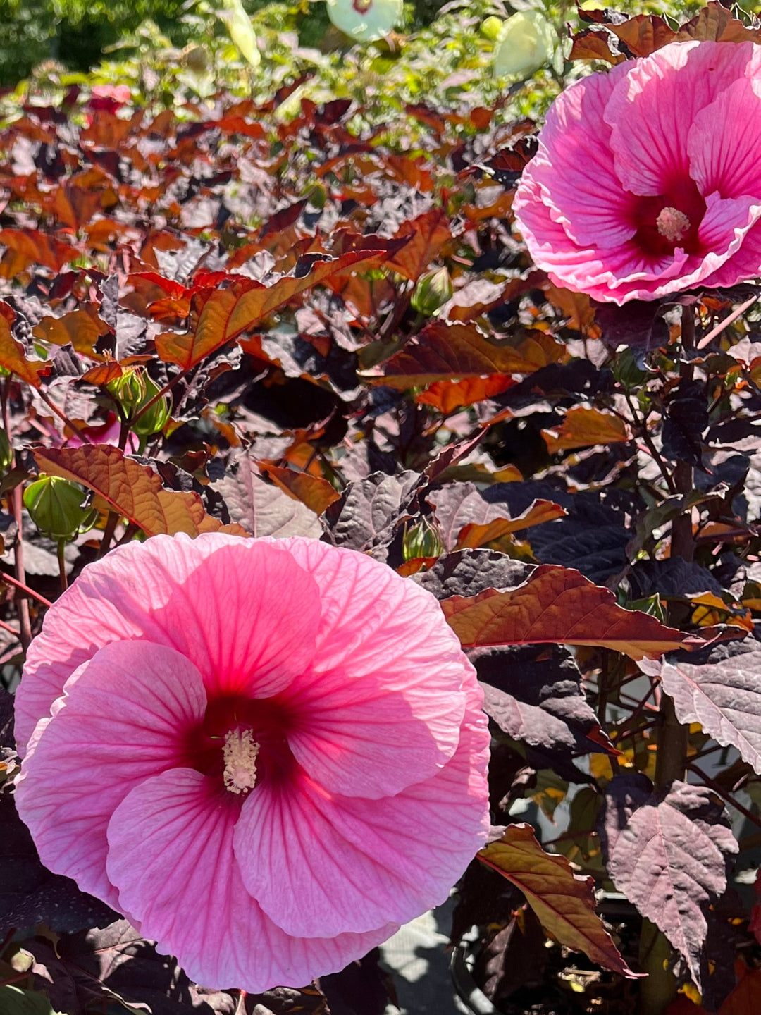 Hibiscus Summerific® ‘Edge of Night’ (Hardy Hibiscus)