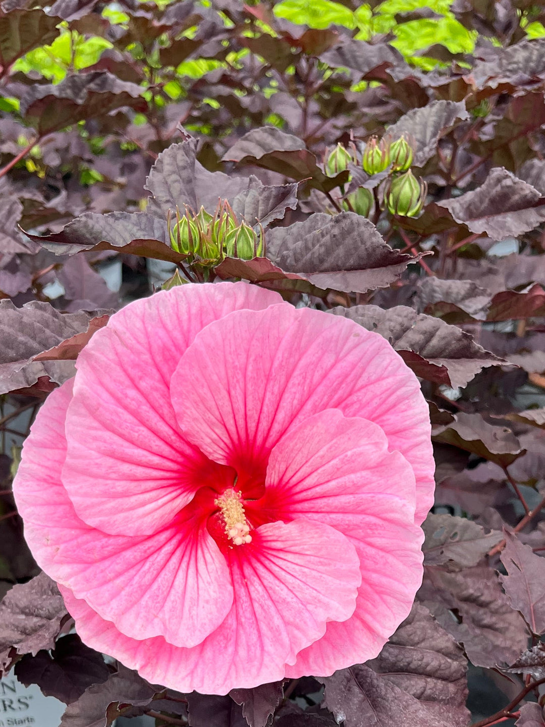 Hibiscus Summerific® ‘Edge of Night’ (Hardy Hibiscus)