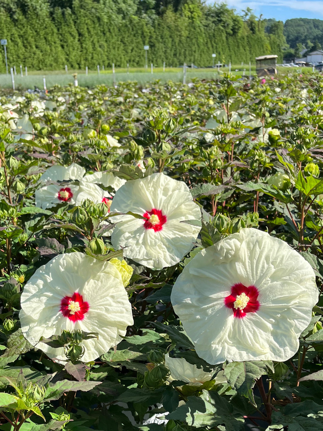 Hibiscus Summerific® 'French Vanilla' (Hardy Hibiscus)