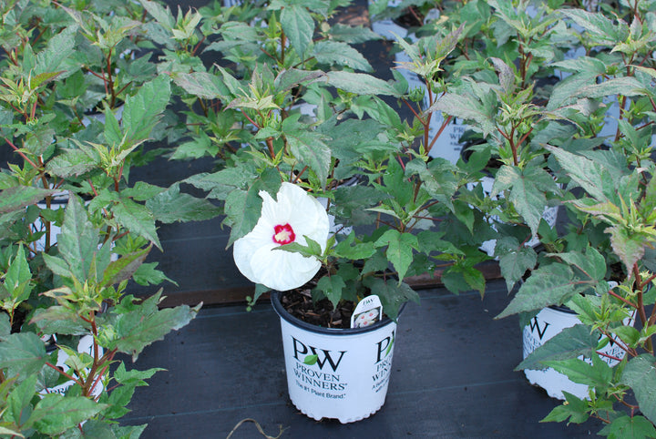 Hibiscus Summerific® 'French Vanilla' (Hardy Hibiscus)