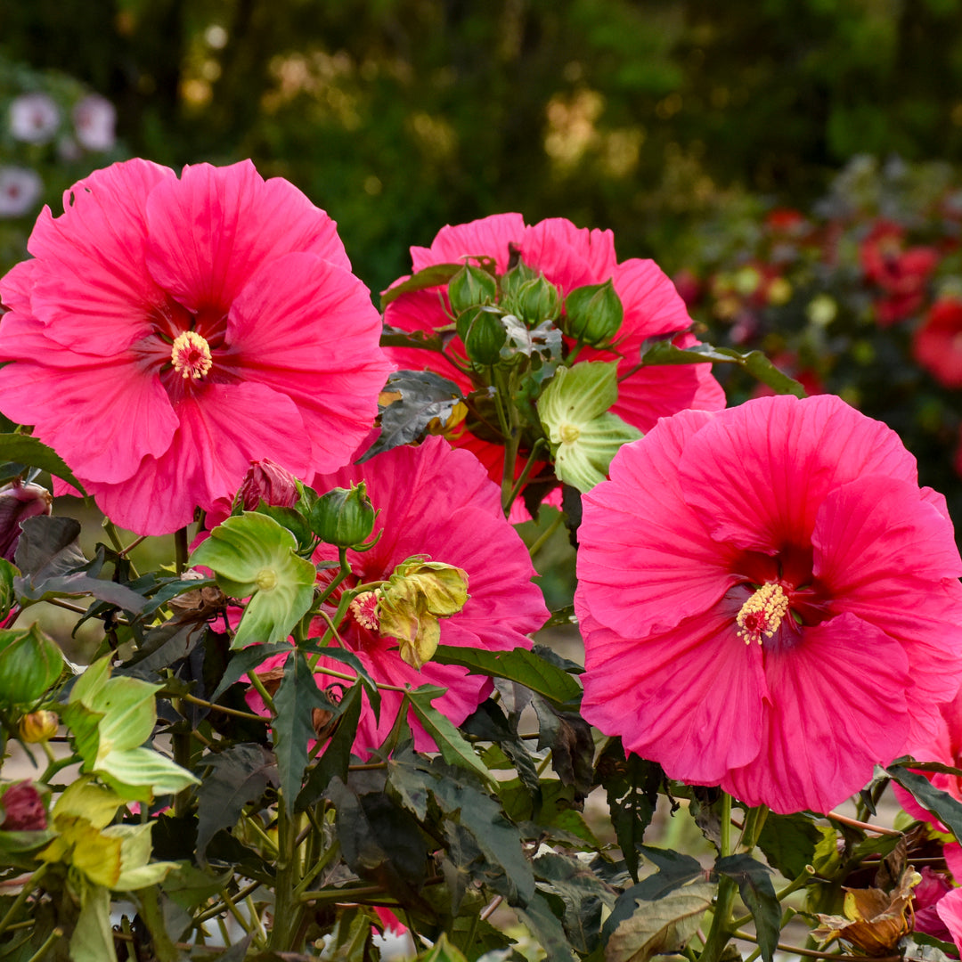 Hibiscus x ‘Watermelon Ruffles’ (Hardy Hibiscus)