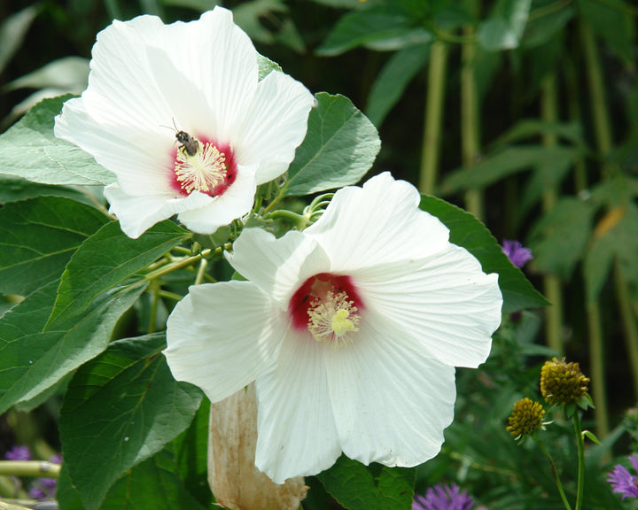 Hibiscus moscheutos (Swamp Rosemallow / Hardy Hibiscus)