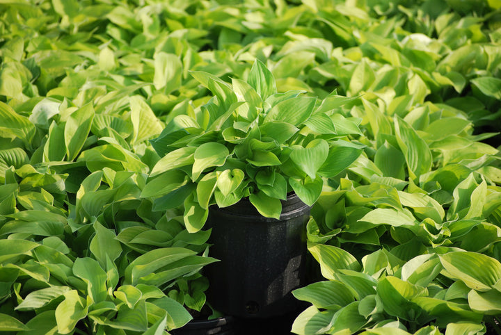 Hosta x 'August Moon' (Plantain Lily)