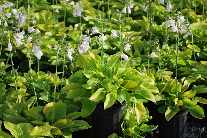 Hosta x 'August Moon' (Plantain Lily)