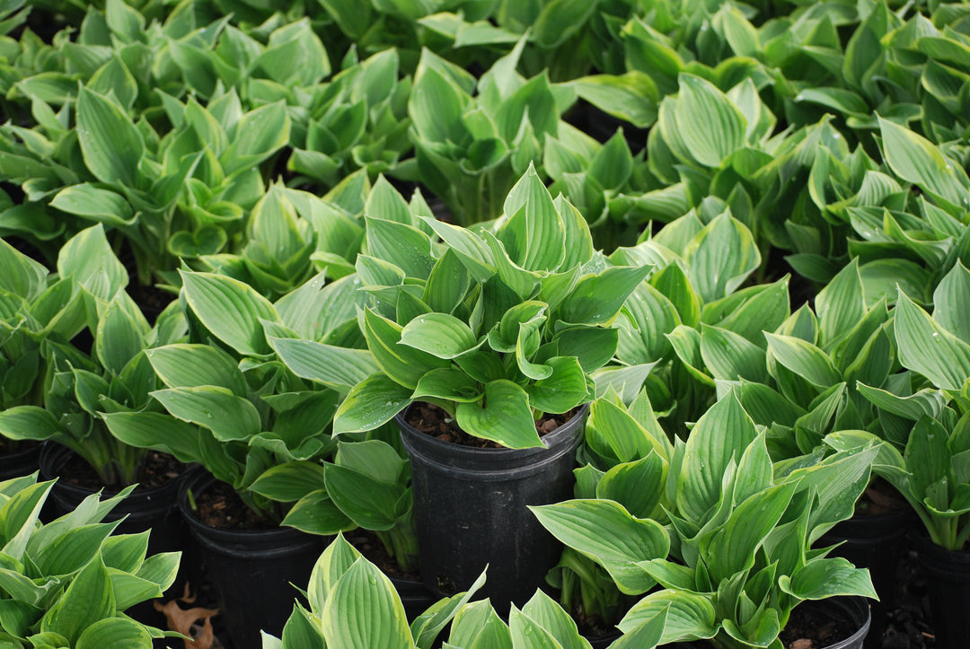 Hosta fortunei 'Aureomarginata' (Plantain Lily)