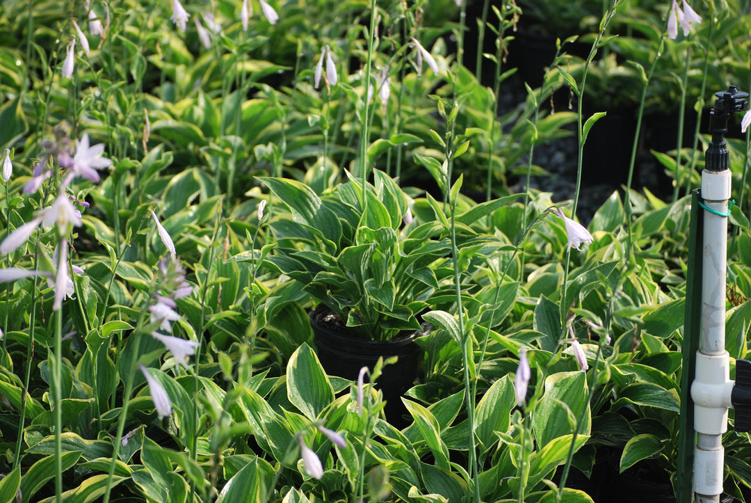 Hosta fortunei 'Aureomarginata' (Plantain Lily)