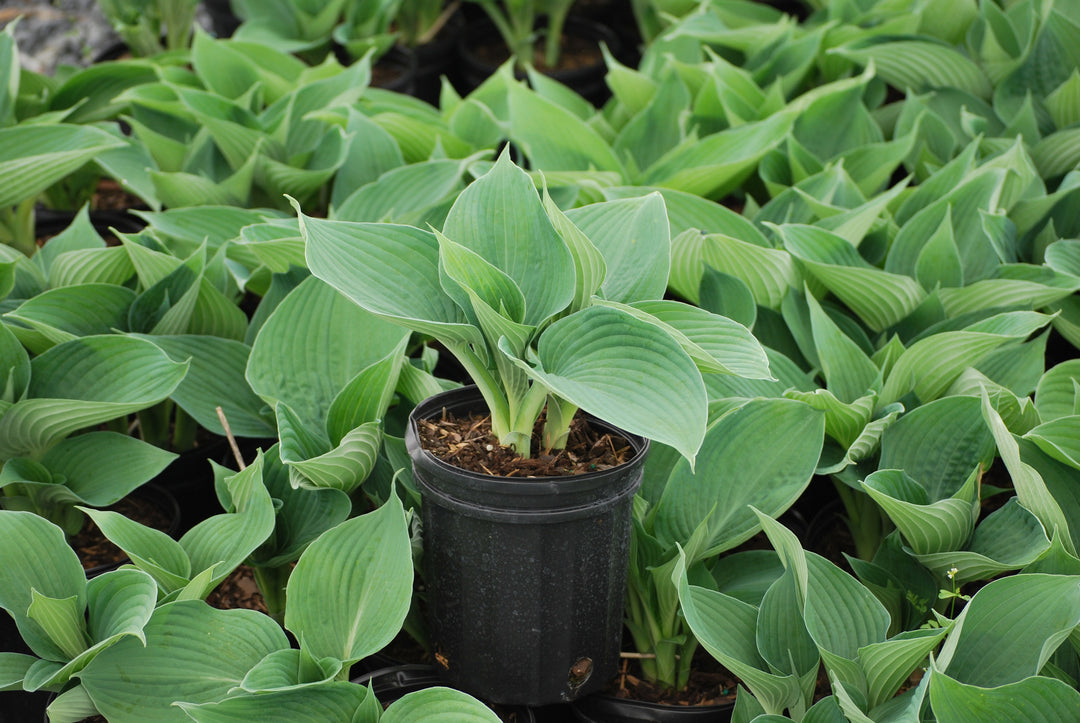 Hosta x 'Blue Angel' (Plantain Lily)