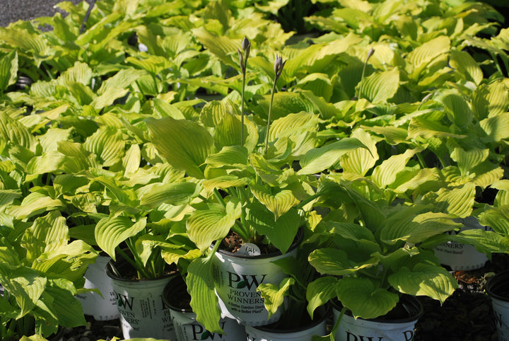 Hosta x Shadowland® 'Coast to Coast' (Plantain Lily)