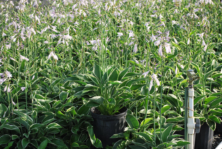 Hosta x 'Francee' (Plantain Lily)