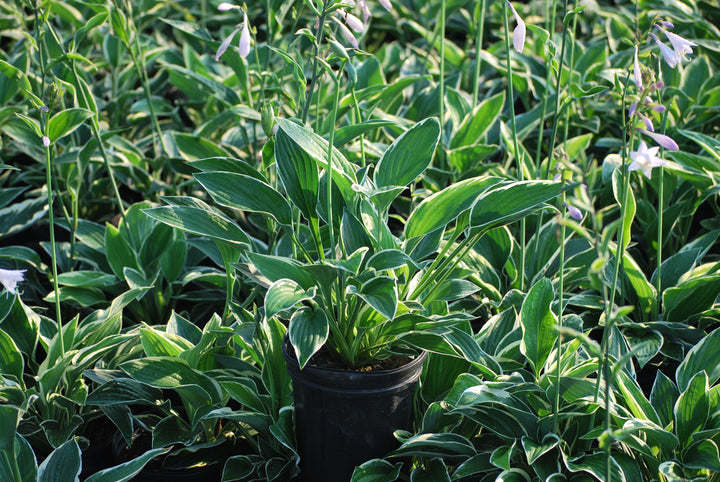 Hosta x 'Francee' (Plantain Lily)