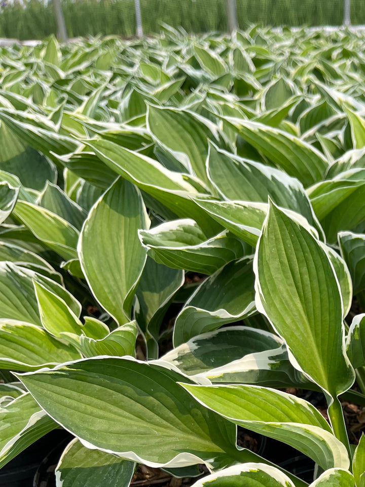 Hosta x 'Francee' (Plantain Lily)