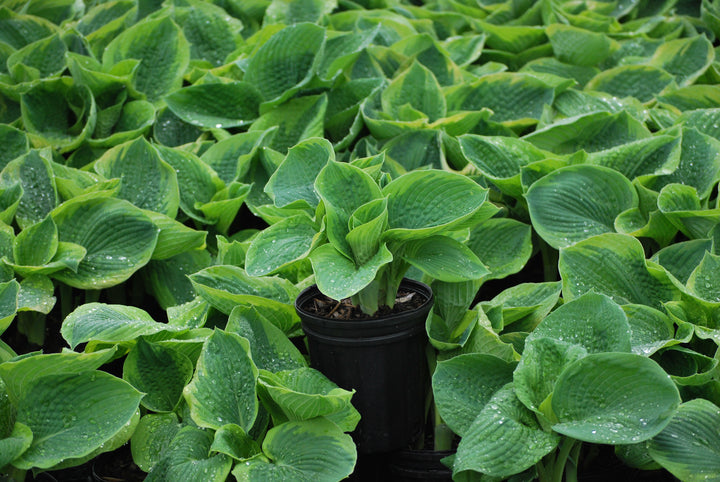 Hosta sieboldiana 'Frances Williams' (Plantain Lily)