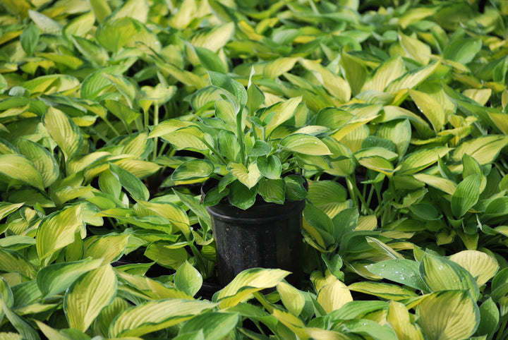 Hosta x 'Gold Standard' (Plantain Lily)