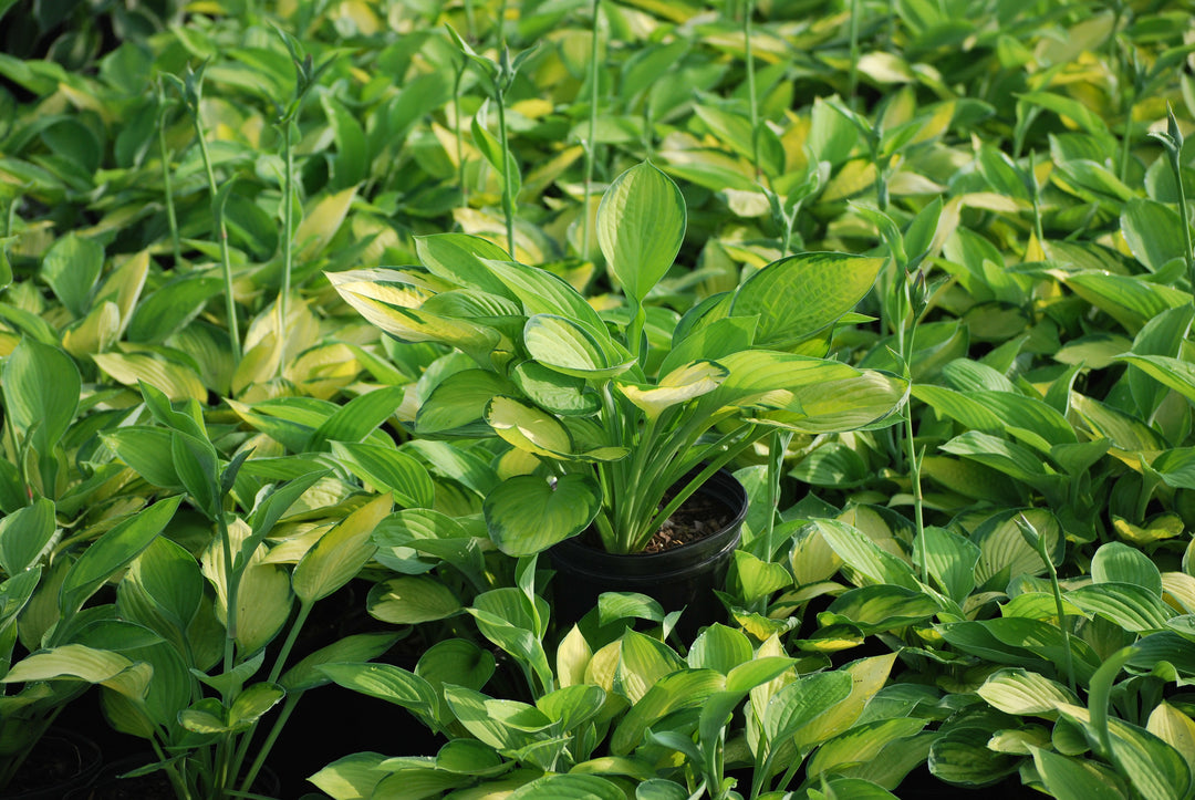 Hosta x 'Gold Standard' (Plantain Lily)